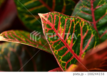 クロトン　カラフルな葉っぱの熱帯植物 108244158