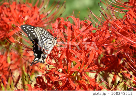 山田池公園 108245313