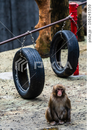 稲佐山公園のニホンザル　【長崎市：動物】 108245350