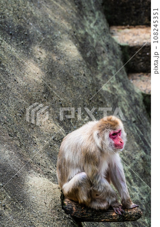 稲佐山公園のニホンザル　【長崎市：動物】 108245351