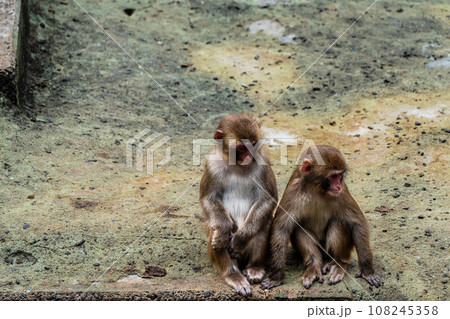 稲佐山公園のニホンザル　【長崎市：動物】 108245358