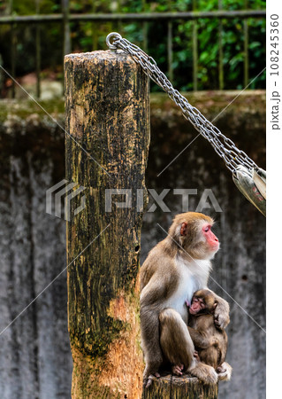 稲佐山公園のニホンザル　【長崎市：動物】 108245360