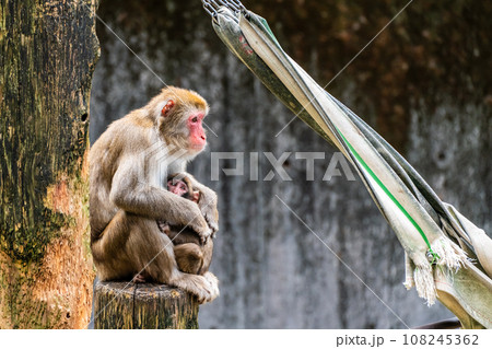 稲佐山公園のニホンザル　【長崎市：動物】 108245362