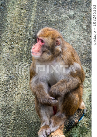 稲佐山公園のニホンザル　【長崎市：動物】 108245363