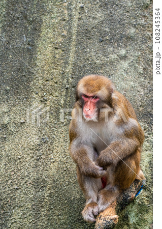 稲佐山公園のニホンザル　【長崎市：動物】 108245364