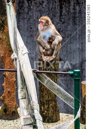 稲佐山公園のニホンザル　【長崎市：動物】 108245365