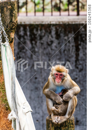 稲佐山公園のニホンザル　【長崎市：動物】 108245368