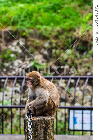 稲佐山公園のニホンザル　【長崎市：動物】 108245371
