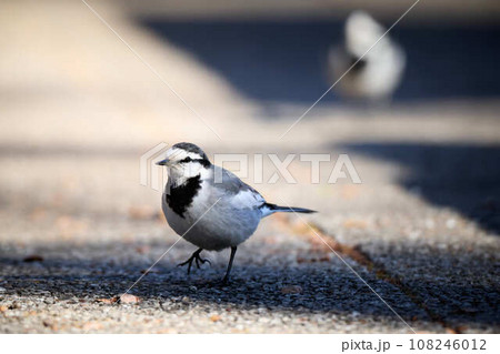 都会の野鳥（ハクセキレイ） 108246012