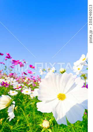 【兵庫県】10月・青空の休日に家族であわじ花さじきのコスモス畑を観光して来ました 【兵庫県】10月・青空の休日に家族であわじ花さじきのコスモス畑を観光して来ました 108246013