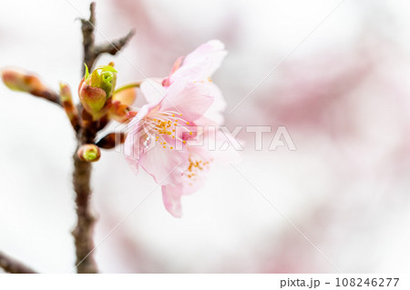 花の雨に映える桜の花クローズアップ(コピースペース素材)(南阿蘇桜公園・野外アスペクタ)南阿蘇 花の雨に映える桜の花クローズアップ(コピースペース素材)(南阿蘇桜公園・野外アスペクタ)南阿蘇 108246277
