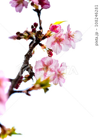 花の雨に映える桜の花クローズアップ（コピースペース素材）（南阿蘇桜公園・野外アスペクタ）南阿蘇 108246281