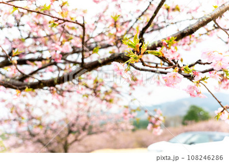 花の雨に映える桜公園風景(コピースペース素材)(南阿蘇桜公園・野外アスペクタ)南阿蘇 花の雨に映える桜公園風景(コピースペース素材)(南阿蘇桜公園・野外アスペクタ)南阿蘇 108246286