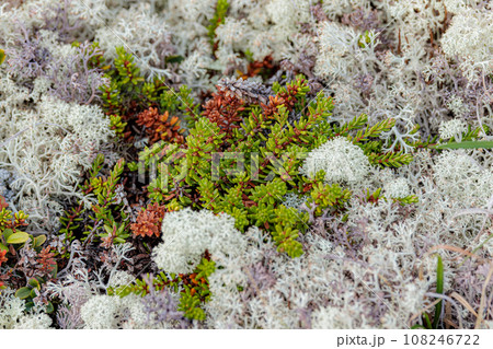 Arctic Tundra lichen moss close-up. Cladonia rangiferina, also known as reindeer cup lichen. Arctic Tundra lichen moss close-up. Cladonia rangiferina, also known as reindeer cup lichen. 108246722