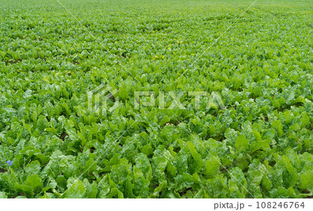 Sugar Beet Field, Turnips, Rutabagas, Young Beets Leaves, Sugar Beet Agriculture Landscape 108246764