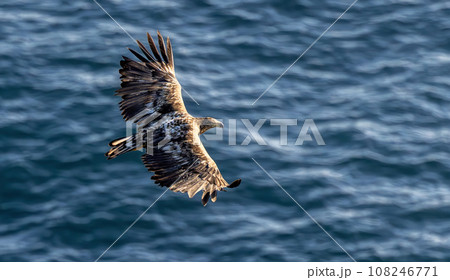 European white tailed eagle (Haliaeetus albicilla) on the island of Runde, Norway. European white tailed eagle (Haliaeetus albicilla) on the island of Runde, Norway. 108246771