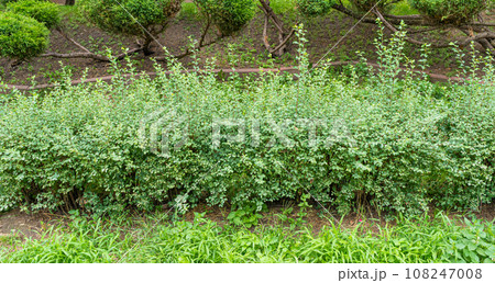Green Hedge Texture Background, Leaves Wallpaper, Foliage Pattern, Green Plant Wall Mockup 108247008