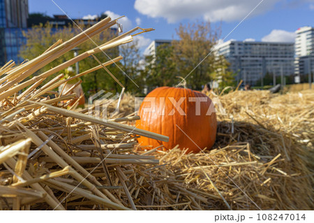 Pumpkins Halloween Decoration, Squash Farm, Orange Thanksgiving Vegetables Pile on Grass, Autumn Loan 108247014