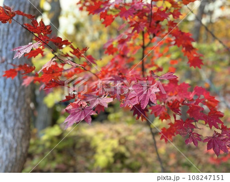 紅葉 108247151