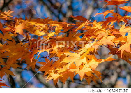 紅葉したモミジの葉 紅葉したモミジの葉 108247157