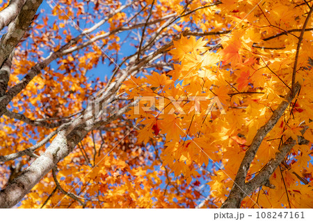 紅葉したモミジの葉 108247161