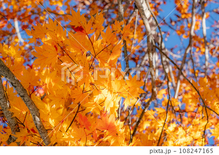 紅葉したモミジの葉 紅葉したモミジの葉 108247165
