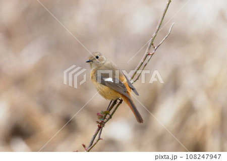 枝に止まるジョウビタキ（メス） 108247947