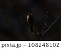 モズ 108248102