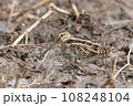 タシギ 108248104