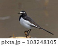 岩に立つセグロセキレイ 108248105