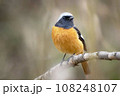 枝にとまるジョウビタキのオス 108248107