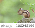 木の上で何かを見つめるシマリス 108248199
