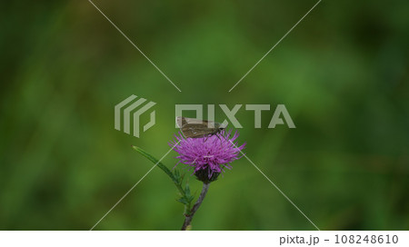 アザミの蜜を吸うオオチャバネセセリ アザミの蜜を吸うオオチャバネセセリ 108248610