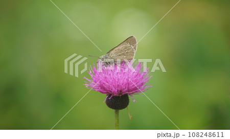 アザミの蜜を吸うオオチャバネセセリ アザミの蜜を吸うオオチャバネセセリ 108248611