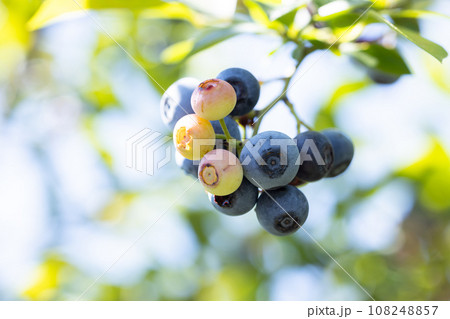 完熟したブルーベリー 108248857