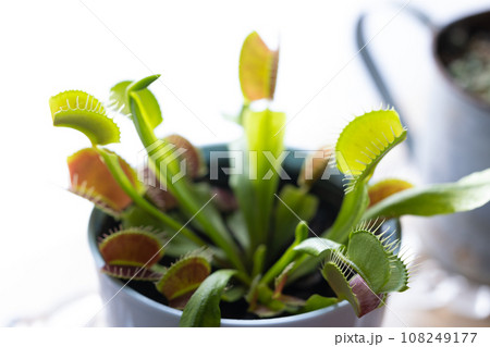 食虫植物のハエトリソウ 108249177