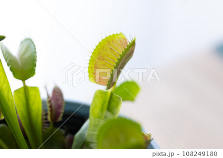 食虫植物のハエトリソウ 108249180