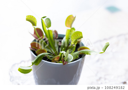 食虫植物のハエトリソウ 108249182