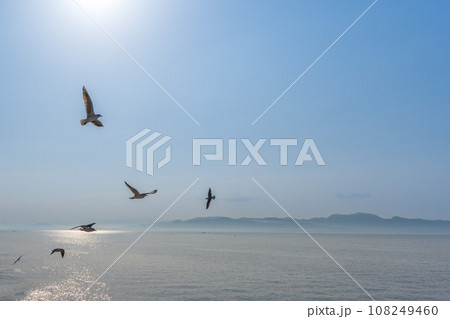 朝の日差しと野鳥(カモメ)　うららかな春空を背景にフェリー航海　(長崎県島原市・熊本県・有明海) 108249460