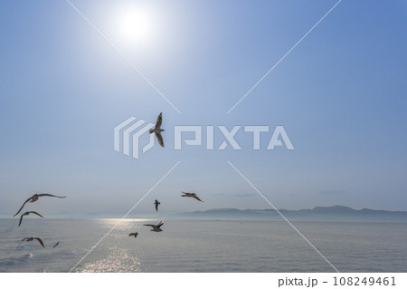 朝の日差しと野鳥(カモメ) うららかな春空を背景にフェリー航海 (長崎県島原市・熊本県・有明海) 朝の日差しと野鳥(カモメ) うららかな春空を背景にフェリー航海 (長崎県島原市・熊本県・有明海) 108249461