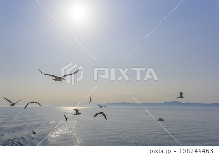朝の日差しと野鳥(カモメ)　うららかな春空を背景にフェリー航海　(長崎県島原市・熊本県・有明海) 108249463