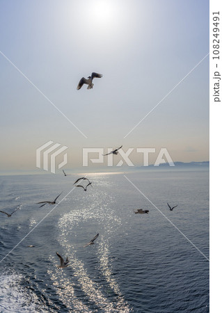 朝の日差しと野鳥(カモメ)　うららかな春空を背景にフェリー航海　(長崎県島原市・熊本県・有明海) 108249491