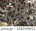 地面に落ちた栗の実 108249652