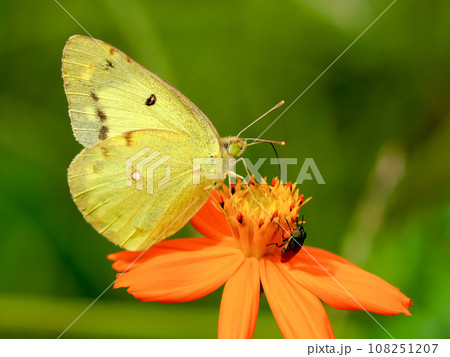 モンキチョウ 108251207