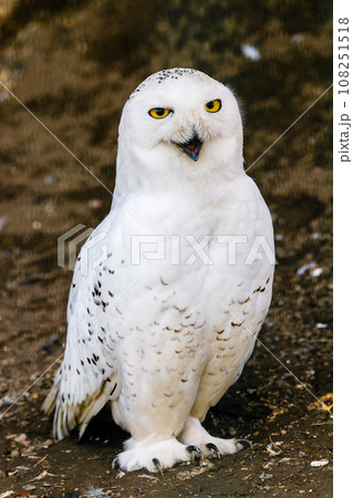 beautiful white owl with yellow eyes and beak beautiful white owl with yellow eyes and beak 108251518