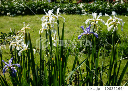 Summer Irises white and purple 108251664