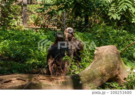 Griffins in green grass closeup Griffins in green grass closeup 108251680