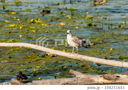 A seagull is sitting on a log close-up A seagull is sitting on a log close-up 108251681
