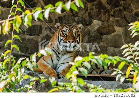 Tiger resting in the shade close up 108251682
