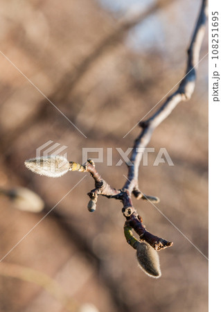 Buds on a willow branch close-up Buds on a willow branch close-up 108251695